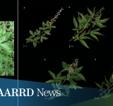 Study reveals real identity of Philippine Lagundi, identifies five different species